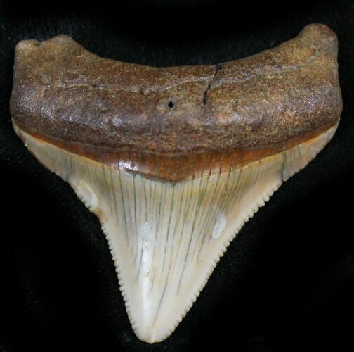 Chubutensis Tooth - Megalodon Ancestor #26695